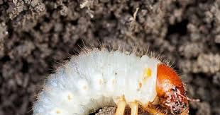 Weisse Raupen Mit Braunem Kopf Mit Bildern Bestimmen Gartendialog De Schadlinge Im Garten Gartenerde Garten Pflanzen