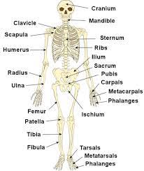 Do you know your funny bone from your femur? The Human Skeleton Bones Structure Function Teachpe Com