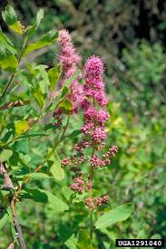 Image result for Spiraea douglasii