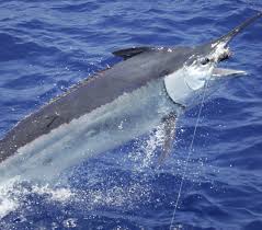 Black Marlin At Great Barrier Reef Salt Water Fish Sea Fishing Big Game Fishing