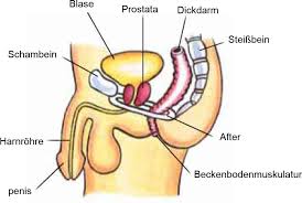 The Prostate And Bladder Problems In German Continence Foundation Of Australia