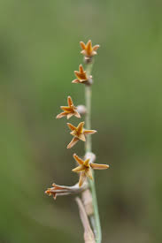 Image result for Dipcadi marlothii