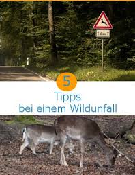 Wildunfall So Verhalten Sie Sich Richtig Wildunfall Verkehrssicherheit Unfall