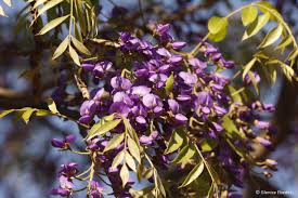 Image result for Bolusanthus