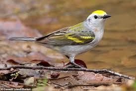 Birds Native To Pennsylvania The Bird That Has Baffled Scientists Weird Warbler Is Three Species In One Birds Bird Species Pretty Birds