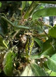 Image result for caterpillar box tree moth inside buxus plant