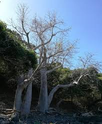 Image result for Erythroxylum platycladum