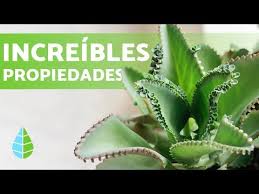 Quieres Conocer Los Cuidados De La Planta Kalanchoe Y Para Que Sirve Entonces Consulta Esta Guia Practica En La Que Cactus Planta Plantas Cuidado De Plantas