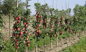 Saulenapfel Richtig Schneiden Und Pflegen Mit Bildern Garten Pflanzen