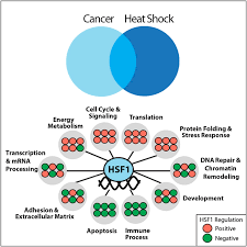 What is familial malignant melanoma?familial malignant melanoma is a term usually referring to cancer begins when healthy cells begin to change and grow, out of control forming a mass called a. Hsf1 Drives A Transcriptional Program Distinct From Heat Shock To Support Highly Malignant Human Cancers Cell