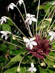 Image result for Clerodendrum abilioi