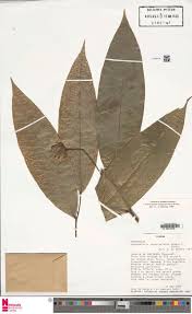 Image result for Phragmanthera crassicaulis