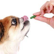 Le thon en boîte apparaît comme un aliment « sain » et que l'on peut donner à son chien, voire à son chat. Donner Des Comprimes A Son Chien Doctissimo
