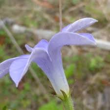 Image result for Wahlenbergia subaphylla