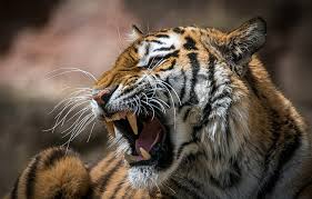 Foto hd elang vs harimau : Page 3 Roaring Tiger Hd Wallpapers Free Download Wallpaperbetter