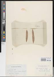 Image result for Napoleonaea gossweileri