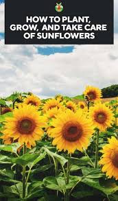 Growing Sunflowers How To Plant Grow And Take Care Of Sunflowers Growing Sunflowers Planting Sunflowers Types Of Sunflowers