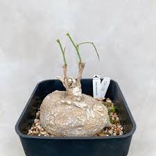 Image result for Adenia stenodactyla