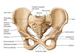 Classify bones according to their shapes. Anatomy Of The Hip Osteopathy Singapore
