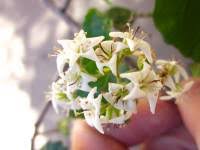 Image result for Ehretia obtusifolia