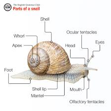 parts of a snail snail snails in garden english grammar