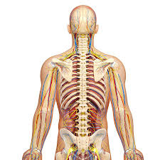 The anatomy of the chest can also be described through the use of anatomical landmarks. Upper Body Anatomy Photograph By Pixologicstudio Science Photo Library