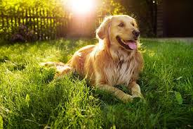At golden beaches, we strive to provide excellent puppies and quality service! Its All About Golden Retriever Golden Retriever