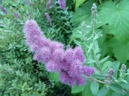 Image result for Spiraea douglasii