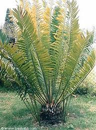 Image result for Encephalartos