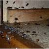 Eco defense organic home pest control spray. 1