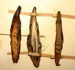 Image result for Xysmalobium kaessneri