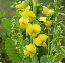 Image result for Crotalaria schliebenii