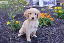 Cindy laws, of laws golden. Golden Retriever Puppies For Sale In Cleveland Ohio Petsidi