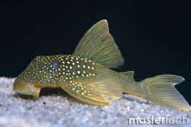 Mit seiner außergewöhnlichen zeichnung und. Freshwater Fish Buy Tropical Fish Online Aquatic Shop 11 Masterfisch
