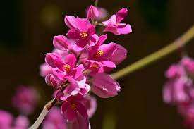 Image result for Antigonon leptopus