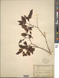 Image result for Olinia rochetiana