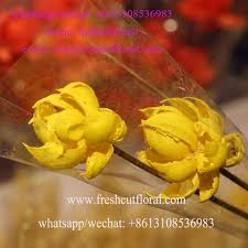 Edible flowers to buy online. Supplying Rose Petals Organic Dried Edible Flowers From Online Shop Buy Dried Flower Organic Dried Flower Bunch Dried Flower Decoration Product On Alibaba Com