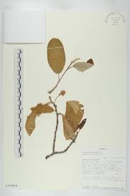 Image result for Monotes elegans