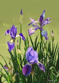 Wild Blue Flag Irises Digital Art By M In 2020 Blue Flag Iris Rare Flowers Iris Painting