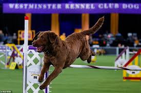 The westminster kennel club has arranged for special rates at the following hotels for our 2021 show. 3eqhhpdrvzg9dm