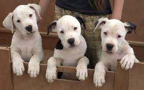 American Bulldog Google Images Bulldog Puppies American Bulldog Puppies Bulldog Puppies Funny