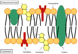 Maybe you would like to learn more about one of these? Health Effects Of Dietary Phospholipids Lipids In Health And Disease Full Text