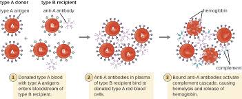 Hypersensitivities Microbiology