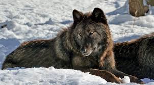 Перевод песни wolves — рейтинг: Interior Department Plans To Remove Wolves From Federal Protection Quetico Superior Wilderness News