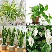 Selain itu, dengan bercocok tanaman hias bisa membuka peluang bisnis lantaran harganya yang kini meroket. Jual Produk Tanaman Hias Pembersih Udara Termurah Dan Terlengkap Juli 2021 Bukalapak