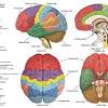 Our interactive diagram helps you explore the anatomy of the human brain and learn all about how it functions. 1