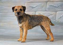 Border Terrier Border Terrier Welpen Yorkshire Terrier Hunde