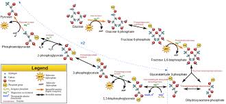 glycolysis biology explanation wyzant resources