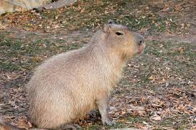 Sin jaguares, anacondas o caimanes, las lagunas de los barrios de nordelta son ideales para aparearse. La Capibara Como Mascota