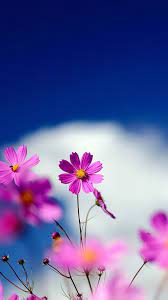 Find the best and most beautiful flower wallpapers and images! Q Mobile Flower Wallpapers Qmobile Noir I2 Wallpapers Flower Nature Wallpaper Hd For Mobile 1080x1920 Wallpaper Teahub Io